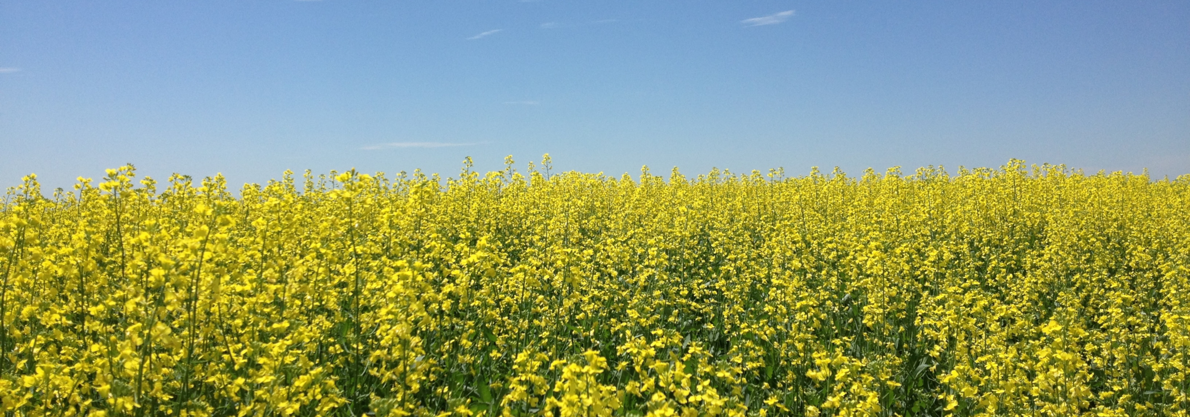 Rural Field